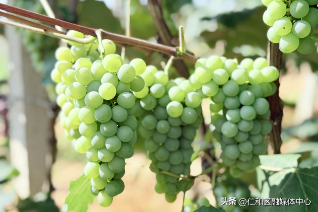 节气仁和 | 立秋来信，仁和的仪式感从不迟到