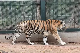 【动物专栏】虎图片