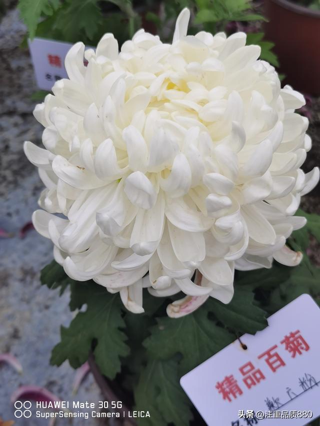 今年唐山南湖菊展从规模到品种在我印象中是多年来的第一次