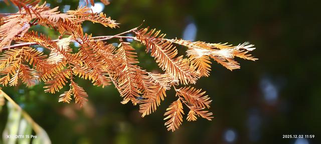 安靖蜀绣文化创意公园时下打卡好去处（手机拍一）