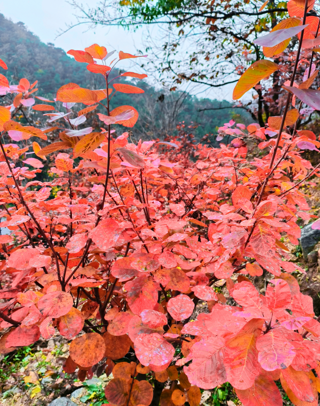 调色盘已打翻，泰山西麓这场初冬色彩之约别错过