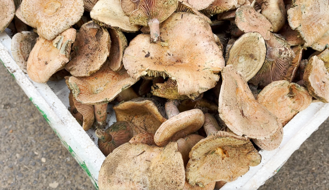 寻味武汉：一站式发掘黄陂宝藏风物，糯米灌肥肠、麦酱与脉地湾