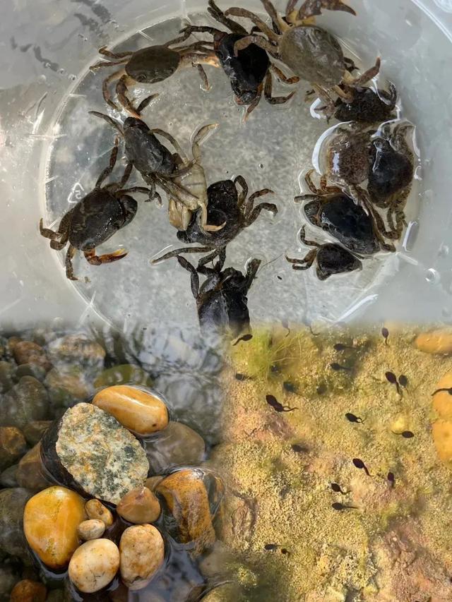全免费！成都周边30min玩水抓螃蟹、露营野餐钓鱼烧烤！轻松安逸周末快冲！