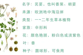 为什么有些人不吃香菜？图片