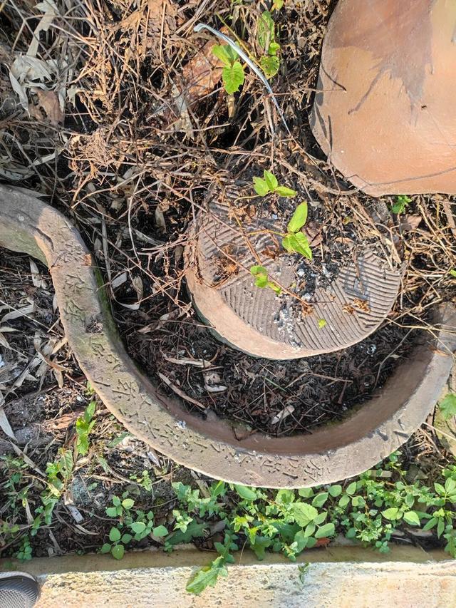 重庆巴南山中藏有一座荒废寺庙，破败不堪，门口石狮守护几百年