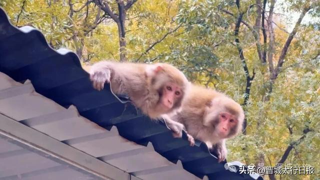 【晋城】秋天完了，你还没去这里→