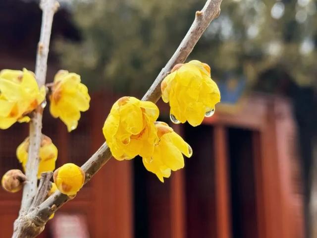 花开有时・四季有诗 | 冬享沂蒙过大年，临沂腊梅邀你赴一场暗香之约