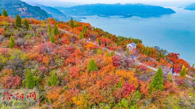 层林尽染黄河岸
