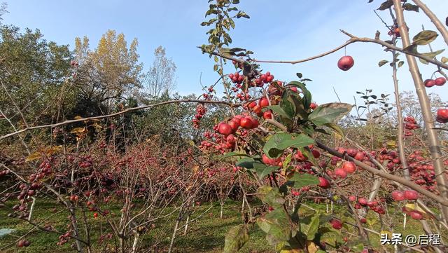 到秦岭国家植物园走走