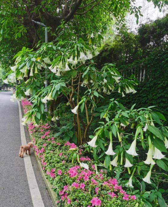 阴花不能进阳宅！这5种花“打死”也不养，家里若有？快挪走！