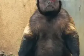 “国字脸”大壮身体不适，正接受治疗，合肥野生动物园刚刚通报图片