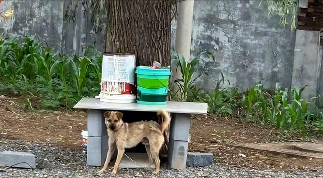 狗咬人反杀案争议后续，面对砸窗破锁多人入侵，如何界定正当防卫