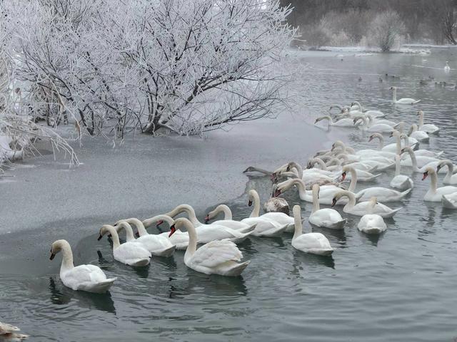 伊宁天鹅泉湿地公园：冬日里的生态诗画