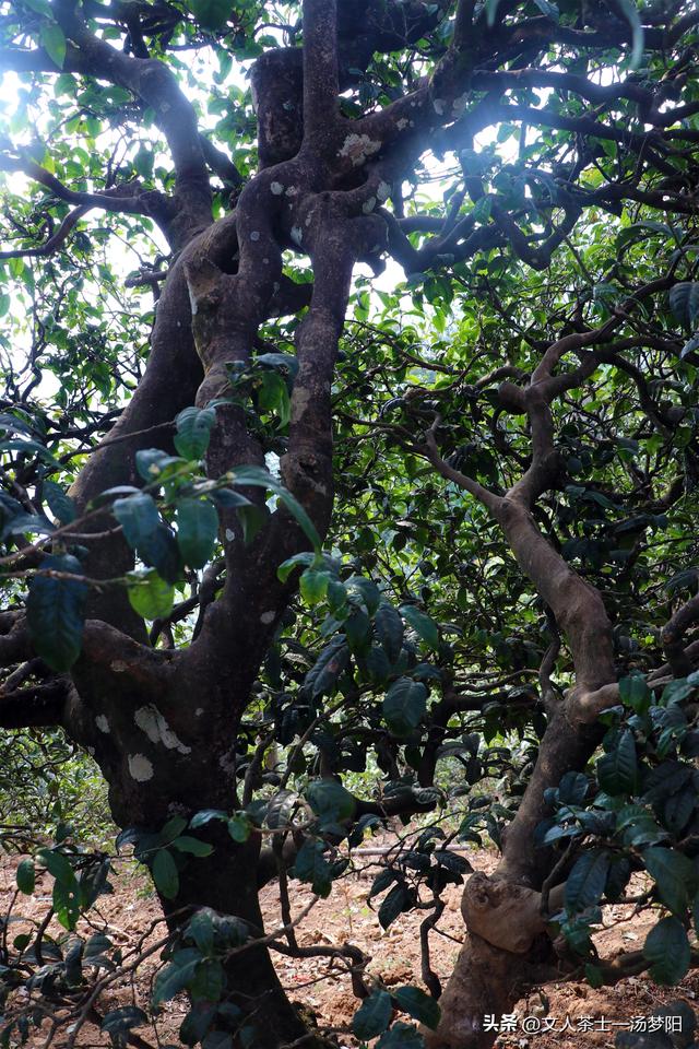 【壹山壹味】第 35 期：赛冰岛的小户赛