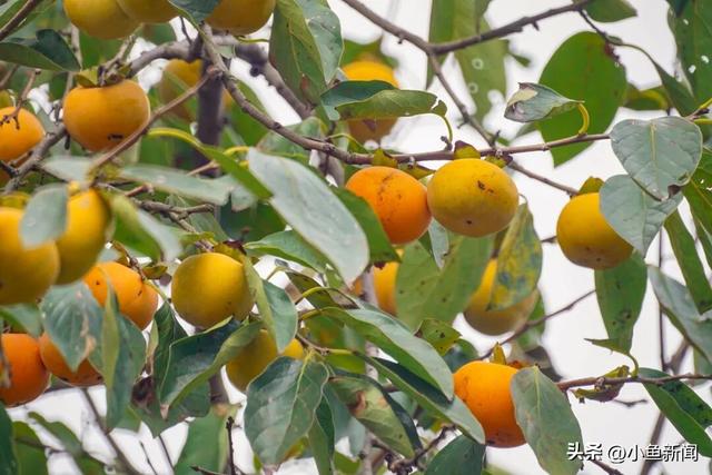 好多人在拍！苏州到底有谁在啊
