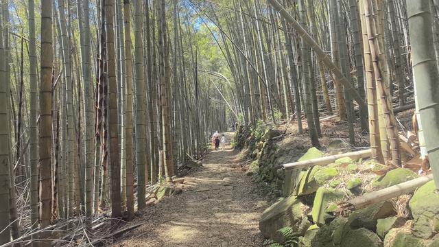 绍兴梅坞古道一条 对新手小白特别友好的线路
