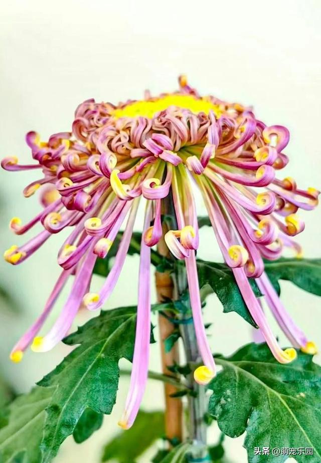 武汉菊花展60万盆花海，游客爆满，这场秋日浪漫让我心动不已