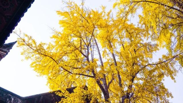 【美丽四川】一年一度朋友圈银杏比美时刻又来了！