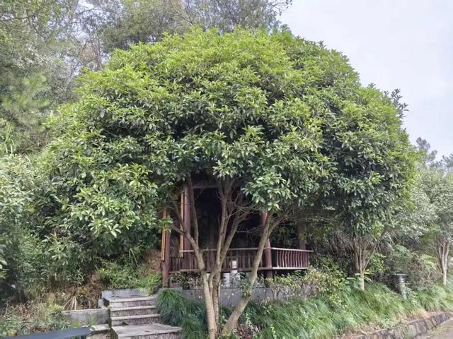 临安最香的桂花，在大梁山上