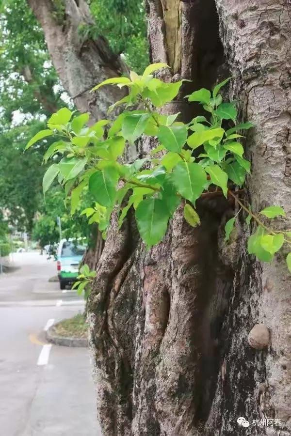 澳门路环，宁静超脱……