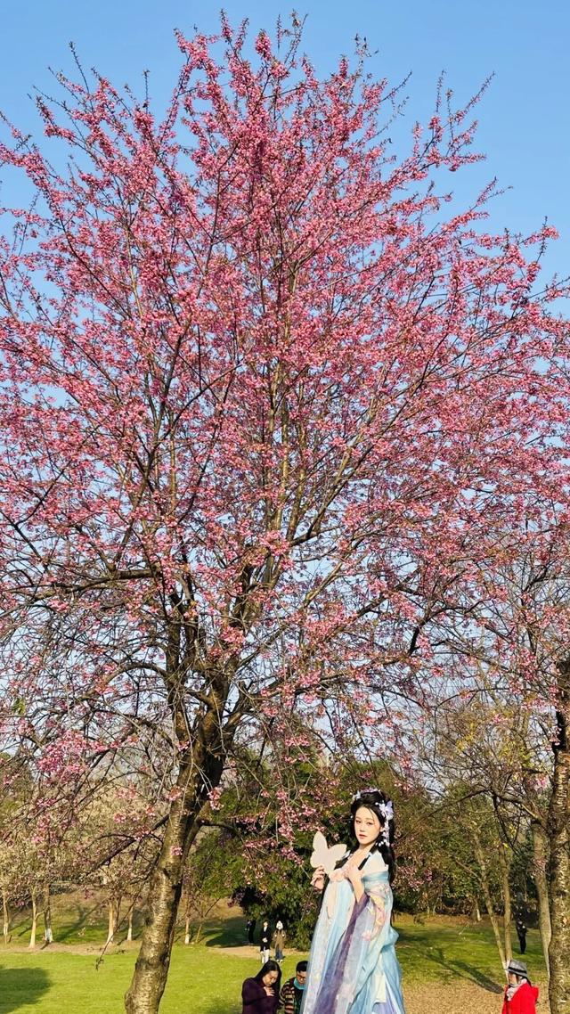 赏花何必等春！这个冬天，成都花儿都开men了→