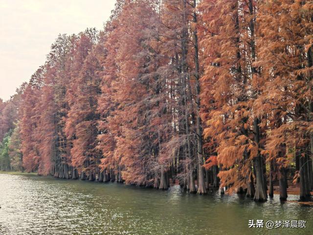 涢水湿地迷人红杉林 冬日画卷中的生态诗篇