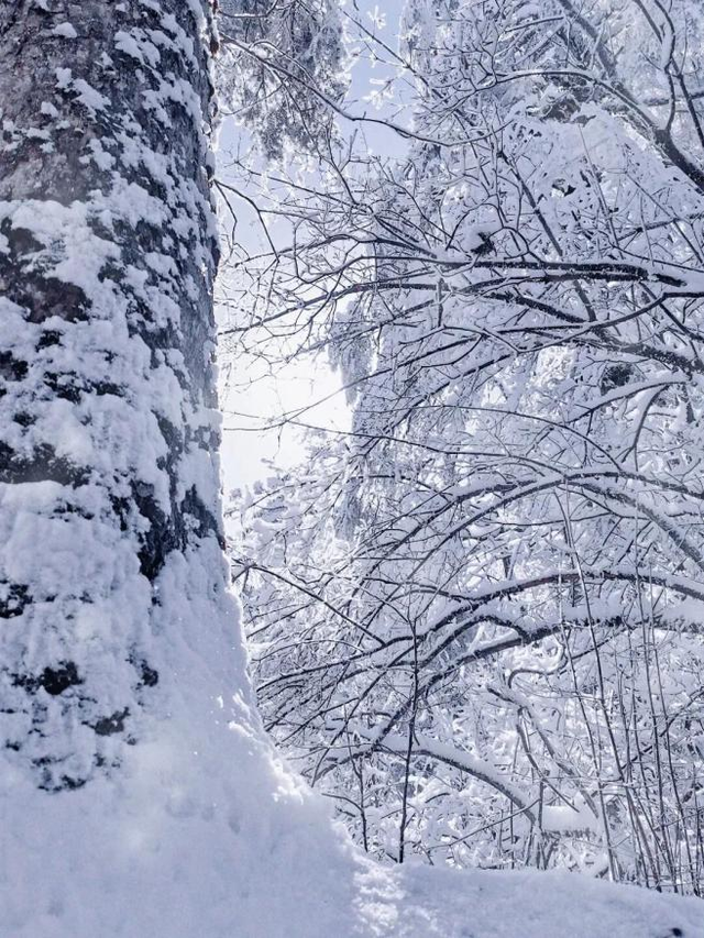 在雅安！！这么美的雪景我当然狠狠宣传啊啊啊！！