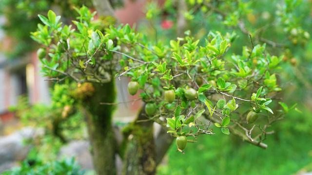 盘州市哒啦仙谷景区：清凉夏日，绿色植物园成为避暑游客热门打卡地