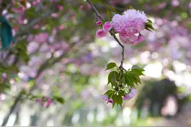 郑州究竟有几条“樱花大道”？图片