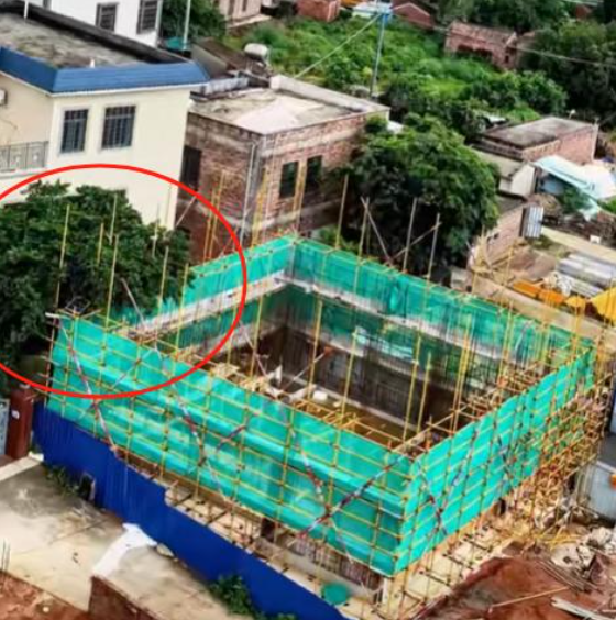 全红婵家建房再受阻后续！越界大树“挡路”不让砍，邻居终于妥协