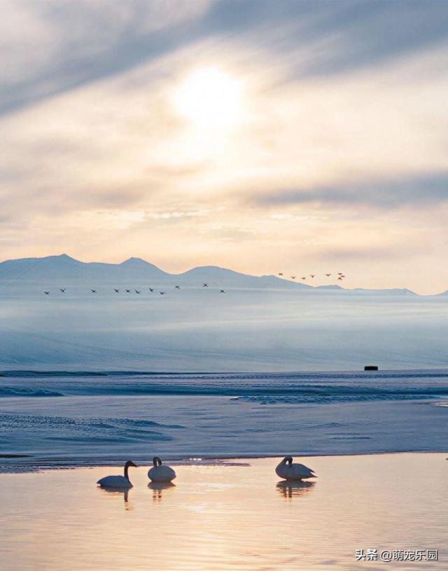 巴音布鲁克晨光染雪域，蓝调时光现壮美，新疆冬季如梦幻