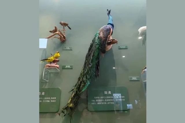 国家自然博物馆 解锁自然密码