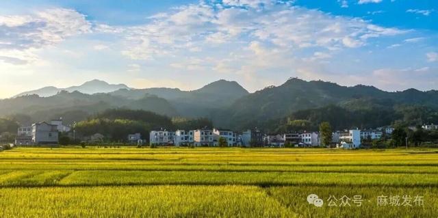 麻城最美稻田，请欣赏→