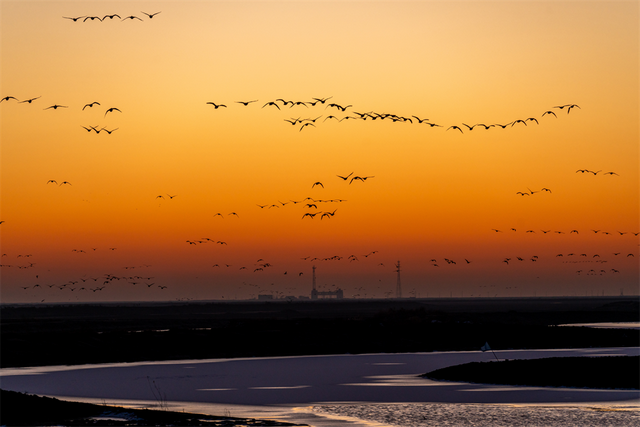 黄河入海 大美垦利 | 东营垦利观鸟贴心攻略