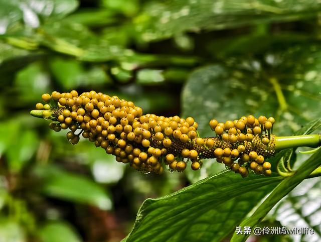 马来西亚(31)砂拉越州⑤姆鲁山canopy树冠高空漫游