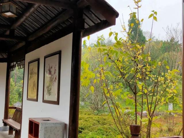 寒风再烈、冬日再冷，蜡梅照样艳压全场！