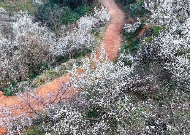 成都最新5个梅林花海，你该去哪个？其中一个被称为成都小林芝！