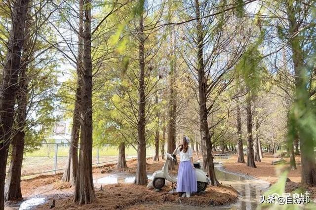 800棵落羽松树海开园了！5大美拍亮点秋冬必打卡