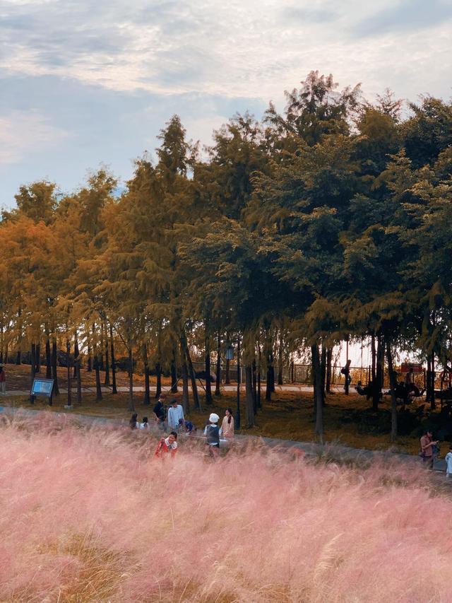 福州深秋宝藏公园，藏着粉黛乱子草与火红水杉，还有绝美沙滩江景