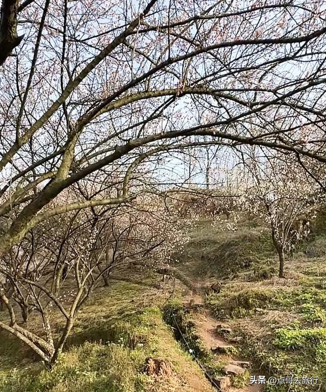 成都冬天爆火的徒步赏花，拍照赏景超级惊艳，全部免费！