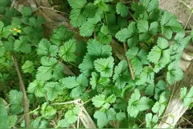 叶常有3片，农村知名的“肿瘤草”，过去不被重视，如今都在找图片