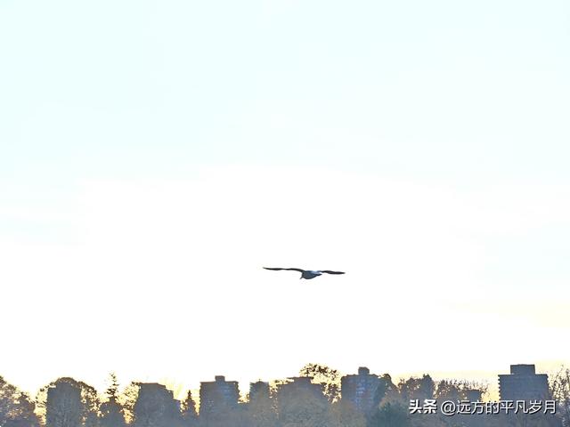 温哥华游记（四）