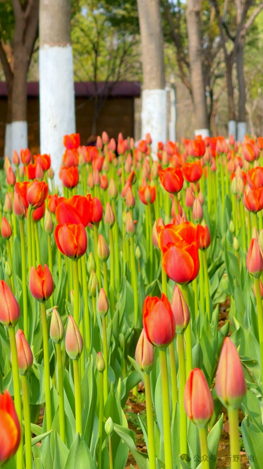 3月9日，新野郁金香花情播报！