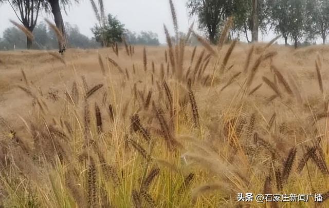 石家庄市城区赏秋最全指南，来啦！