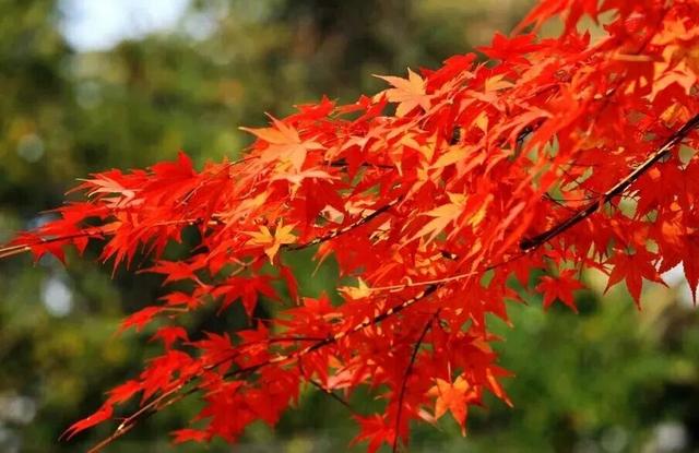 秋华未减，冬景将至，来炎帝影视基地赴一场秋冬的约会吧！