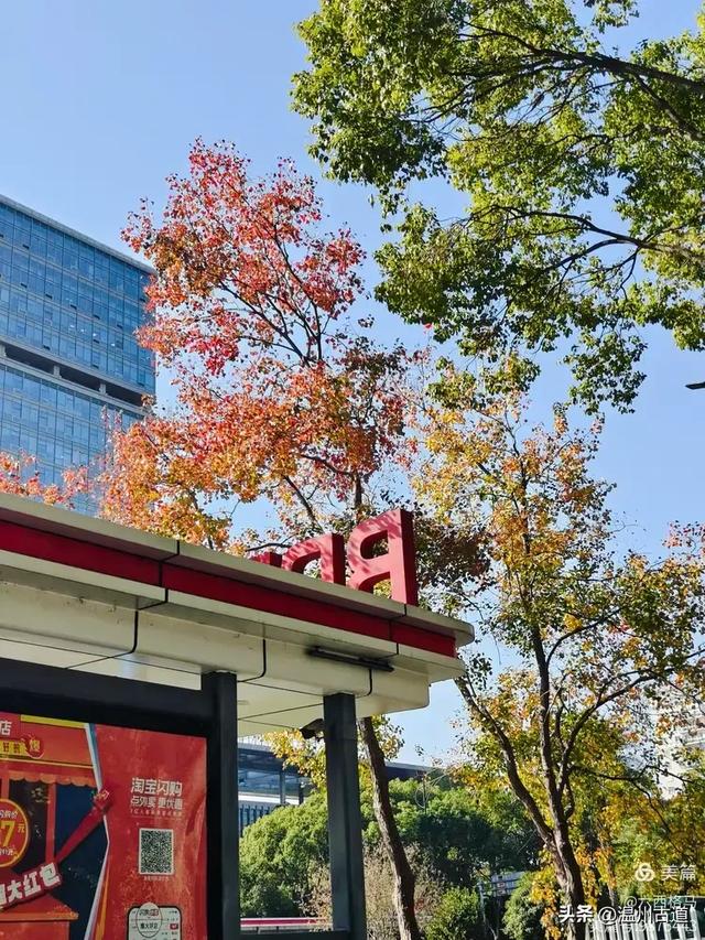 市府路的这几颗乌桕树，你见过吗？现在正是最美的时候！