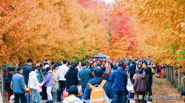 层林尽染，西海岸“枫”景如画！