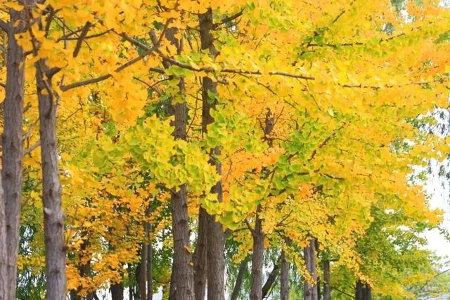 千万别在秋天来泰安，不然真的很难戒断