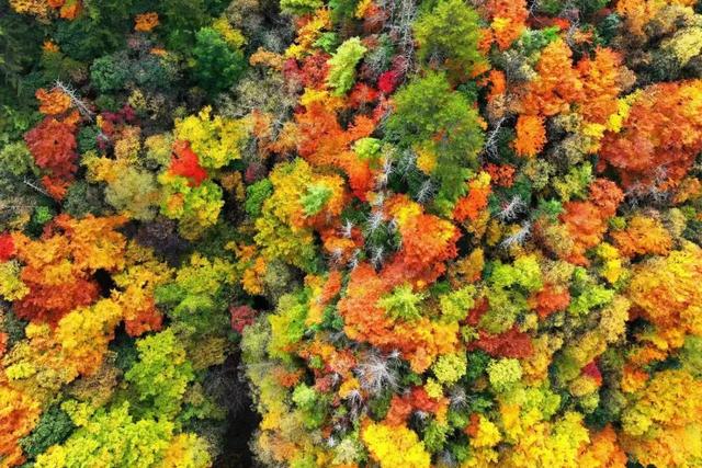 金戈铁马古青溪 熊猫彩林唐家河丨唐家河红叶季系列活动精彩来袭……