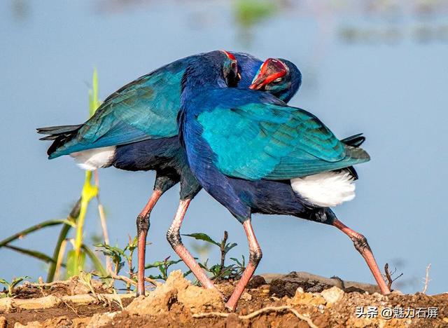 跨越山海的生态之约 奏响人与自然和谐乐章